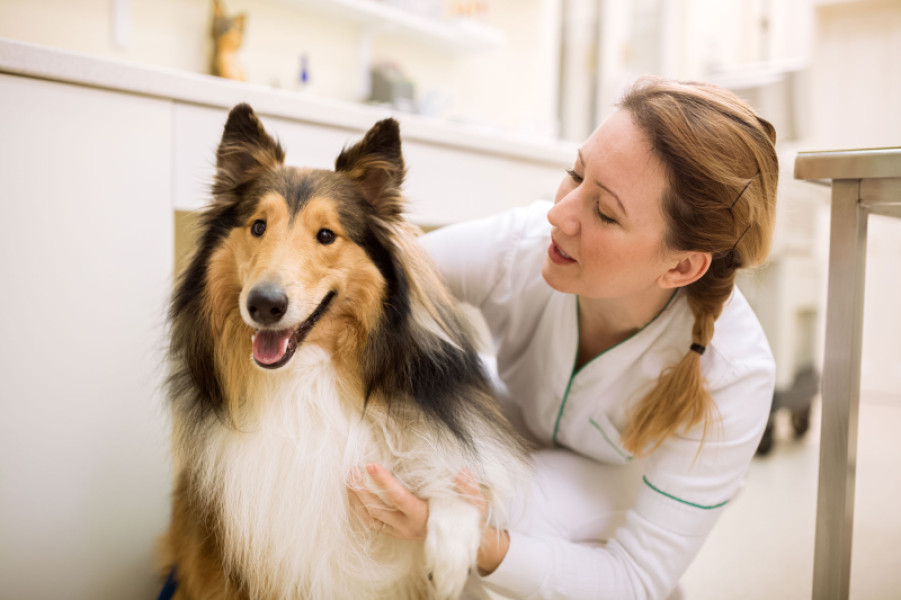 retraite-complementaire-veterinaires-carpv