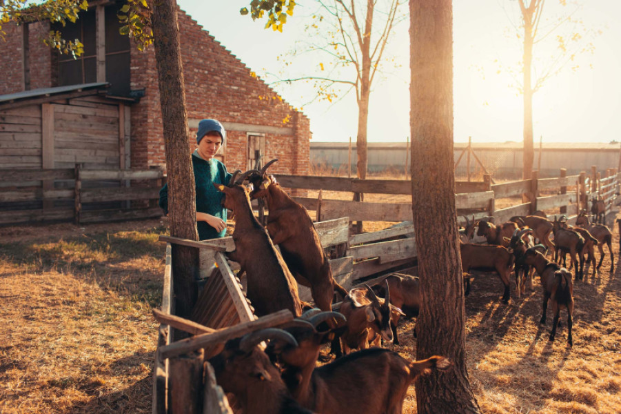 retraite-base-exploitants-agricoles